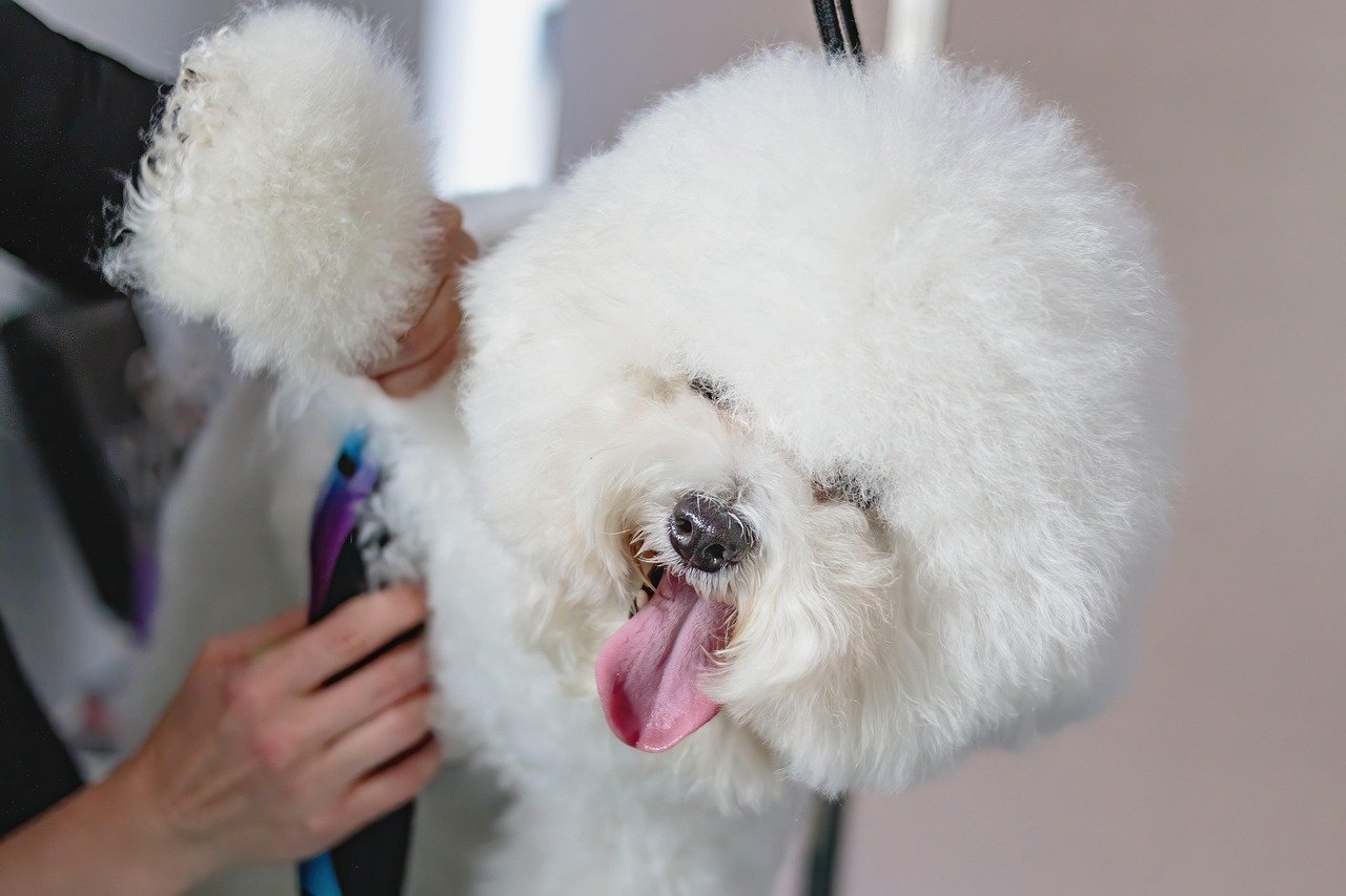 Pet Grooming Services by The Artful Dog Grooming Parlour.