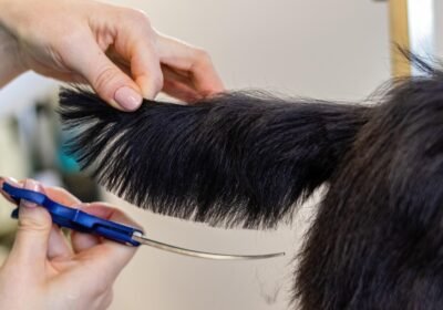 grooming-6894988_1280