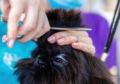 grooming-6894989_1280-1