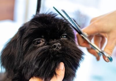 grooming-6894992_1280