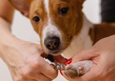 nail-clipping-6926857_1280-1